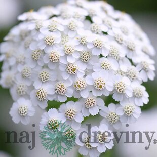 Rebríček obyčajný White Beauty, v črepníku P9, 10/15 cm Achillea millefolium White Beauty