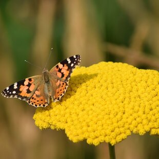 Rebríček Taygetea, v črepníku P9, 10/15 cm Achillea Taygetea