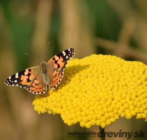 Rebríček Taygetea, v črepníku P9, 10/15 cm Achillea Taygetea