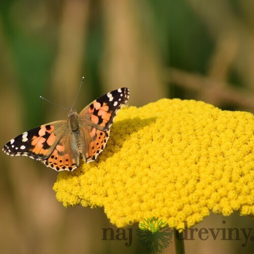 Rebríček Taygetea, v črepníku P9, 10/15 cm Achillea Taygetea