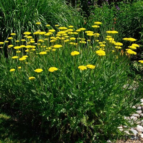 Rebríček túžobníkový Coronation Gold, v črepníku P9, 10/15 cm Achillea Coronation Gold