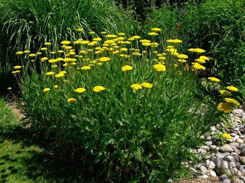 Rebríček túžobníkový Coronation Gold, v črepníku P9, 10/15 cm Achillea Coronation Gold