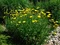 Rebríček túžobníkový Coronation Gold, v črepníku P9, 10/15 cm Achillea Coronation Gold
