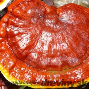 Reishi záhradka 100% BIO celoročná (huba nesmrteľnosti) Jedlé huby liečivé Ganoderma lucidum