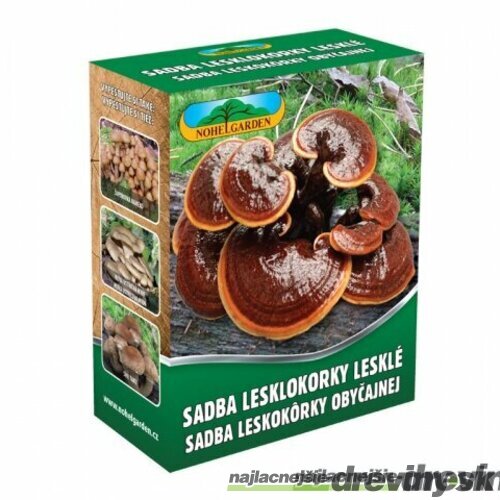 Reishi záhradka 100% BIO celoročná (huba nesmrteľnosti) Jedlé huby liečivé Ganoderma lucidum