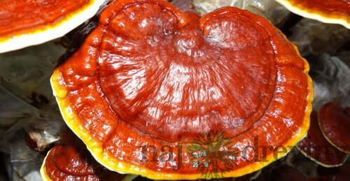 Reishi záhradka 100% BIO celoročná (huba nesmrteľnosti) Jedlé huby liečivé Ganoderma lucidum