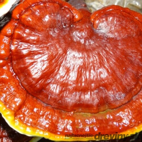 Reishi záhradka 100% BIO celoročná (huba nesmrteľnosti) Jedlé huby liečivé Ganoderma lucidum
