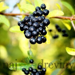 Rešetliak prečisťujúci 60/100 cm, v črepníku Rhamnus cathartica