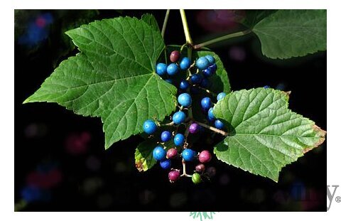 Révovník amurský 80/100 cm, v črepníku Anur peppervine