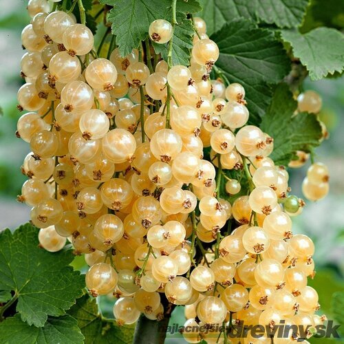 Ríbezľa biela kríčková Witte Parel, výška 40/60 cm, v črepníku Ribes rubrum Witte Parel