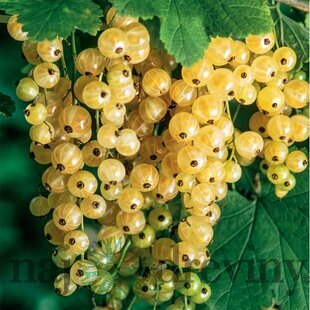 Ríbezľa Biela z Juterbog, biela, stromčeková, voľnokorenná Ribes rubrum Biała z Juterbog