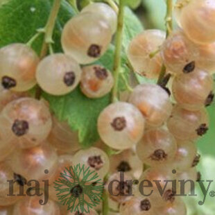 Ríbezľa Blanca biela, kríčková, voľnokorenná Ribes Sativa Blanca