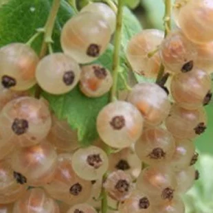 Ríbezľa Blanca biela, kríčková, voľnokorenná Ribes Sativa Blanca