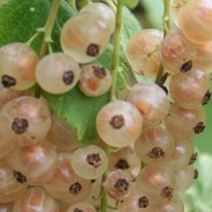 Ríbezľa Blanca biela, kríčková, voľnokorenná Ribes Sativa Blanca