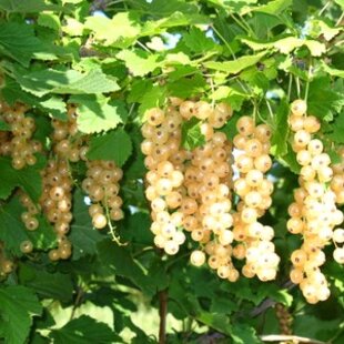 Ríbezľa Blanca biela, stromčeková, voľnokorenná Ribes Sativa Blanca