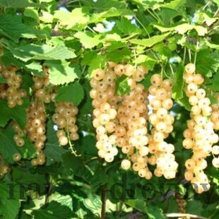 Ríbezľa Blanca biela, stromčeková, voľnokorenná Ribes Sativa Blanca