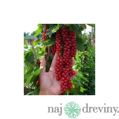 Ríbezľa červená DETVAN, stromčeková, voľnokorenná Ribes rubrum DETVAN