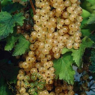 Ríbezľa červená kríčková BLANKA, voľnokorenená Ribes rubrum BLANKA