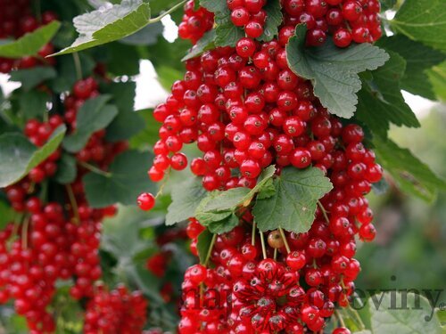 Ríbezľa červená (kríčková) Rovada, voľnokorenná Ribes Rovada