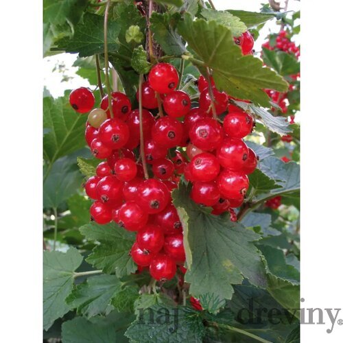 Ríbezľa červená (kríčková) Vitan, voľnokorenná Ribes rubrum Vitan