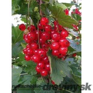 Ríbezľa červená (kríčková) Vitan, výška 80/100 cm, v črepníku 3l Ribes rubrum Vitan