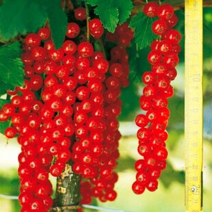 Ríbezľa červená (stromčeková) Rovada, voľnokorenná Ribes rubrum Rovada