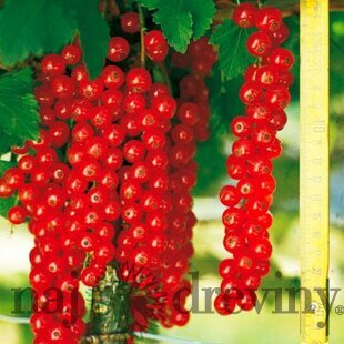 Ríbezľa červená (stromčeková) Rovada, voľnokorenná Ribes rubrum Rovada