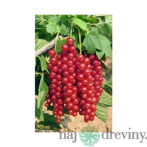 Ríbezľa červená (stromčeková) Vitan, voľnokorenná Ribes rubrum Vitan