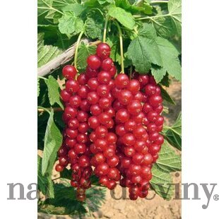 Ríbezľa červená (stromčeková) Vitan, voľnokorenná Ribes rubrum Vitan