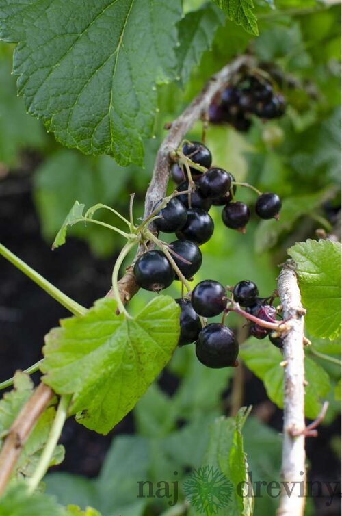 Ríbezľa čierna kmienková TITANIA, v črepníku Ribes rubrum TITANIA
