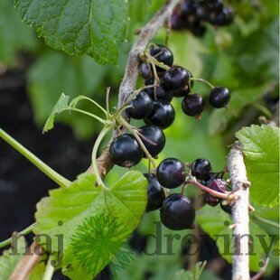 Ríbezľa čierna kmienková TITANIA, v črepníku Ribes rubrum TITANIA