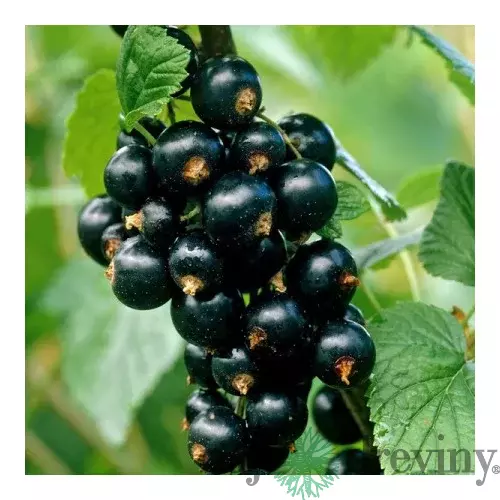 Ríbezľa čierna (kríčková) Ben Nevis, výška 55/75 cm, v črepníku Ribes nigr. Ben Nevis