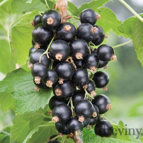 Ríbezľa čierna (kríčková) Tiben, voľnokorenná Ribes Tiben