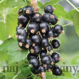 Ríbezľa čierna (kríčková) Tiben, voľnokorenná Ribes Tiben
