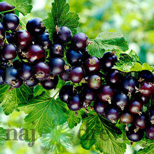 Ríbezľa čierna kríčková TITANIA, v črepníku Ribes rubrum TITANIA