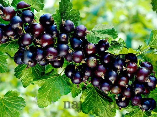 Ríbezľa čierna kríčková TITANIA, v črepníku Ribes rubrum TITANIA