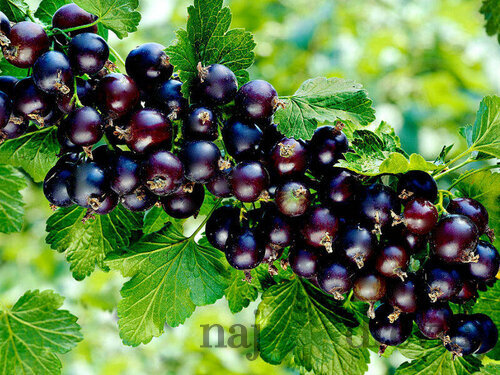 Ríbezľa čierna kríčková TITANIA, v črepníku Ribes rubrum TITANIA