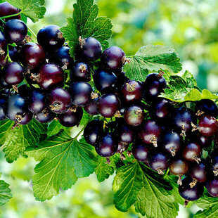 Ríbezľa čierna kríčková TITANIA, v črepníku Ribes rubrum TITANIA