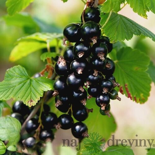 Ríbezľa čierna (kríčková) TITANIA, voľnokorenná Ribes rubrum TITANIA