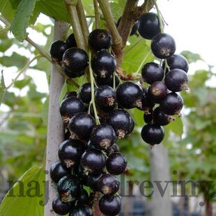 Ríbezľa čierna (stromčeková) Tiben, voľnokorenná Ribes Tiben