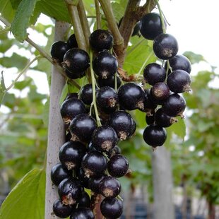 Ríbezľa čierna (stromčeková) Tiben, voľnokorenná Ribes Tiben