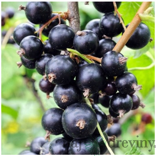 Ríbezľa čierna (stromčeková) Tisel, voľnokorenná Ribes Tisel