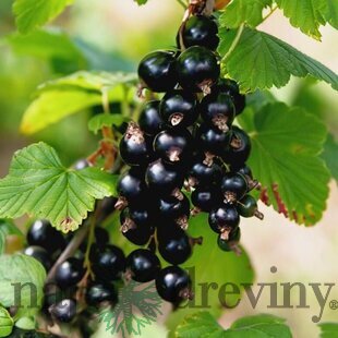 Ríbezľa čierna (stromčeková) TITANIA, voľnokorenná Ribes rubrum TITANIA