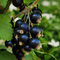 Ríbezľa čierna Titania, na kmienku 100 cm, v črepníku 3,5l Ribes nigrum Titania