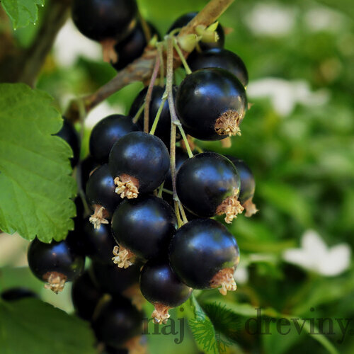 Ríbezľa čierna Titania, na kmienku 100 cm, v črepníku 3,5l Ribes nigrum Titania