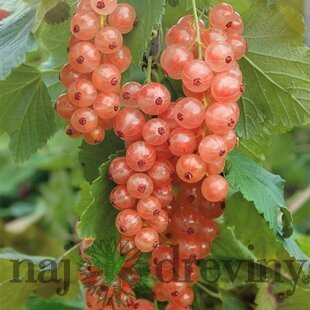 Ríbezla ‘Gloire De Sablon‘, ružová, stromčeková, voľnokorenná Ribes ‘Gloire De Sablon‘