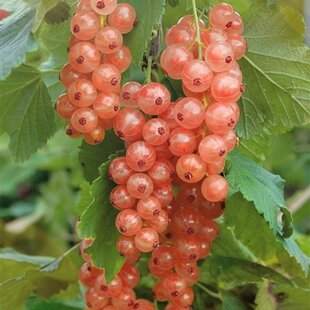 Ríbezla ‘Gloire De Sablon‘, ružová, stromčeková, voľnokorenná Ribes ‘Gloire De Sablon‘