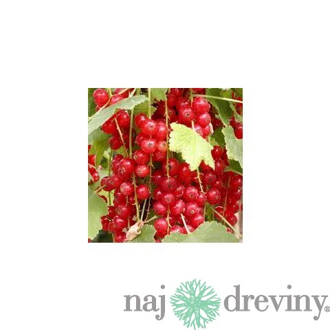 Ríbezľa Jonkher van Tets červená 50/70 cm, stromčeková Ribes rubrum Jonkher van Tets
