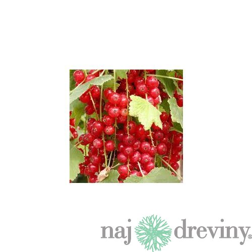 Ríbezľa Jonkher van Tets červená 50/70 cm, stromčeková Ribes rubrum Jonkher van Tets