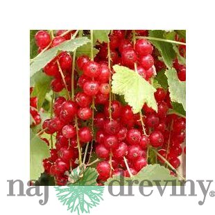 Ríbezľa Jonkher van Tets červená 50/70 cm, stromčeková Ribes rubrum Jonkher van Tets